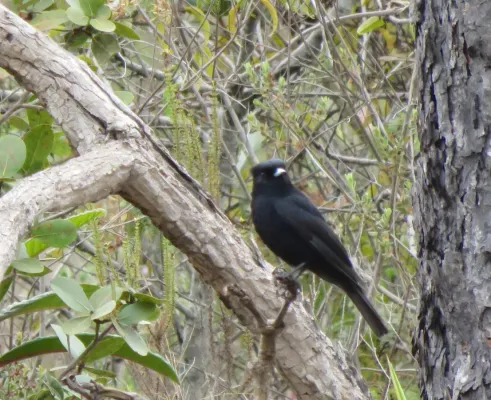 File:ENDEMIC Sao Francisco Black Tyrant or Brazilian Black Tyrant or Maria-preta-do-nordeste( Knipolegus franciscanus (20791811026).jpg