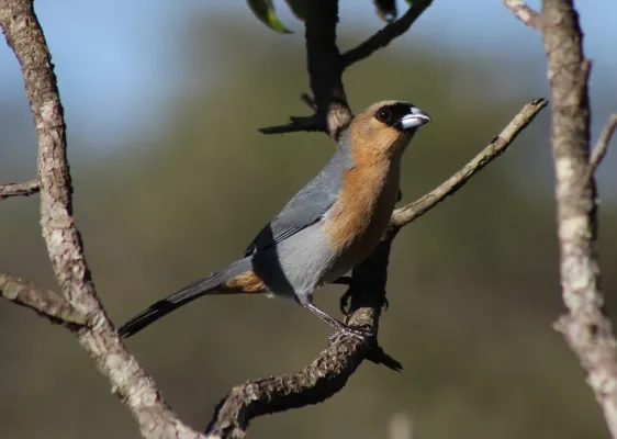 File:Cinnamon Tanager or Bico-de-veludo (Schistochlamys ruficapillus) (20396841303).jpg