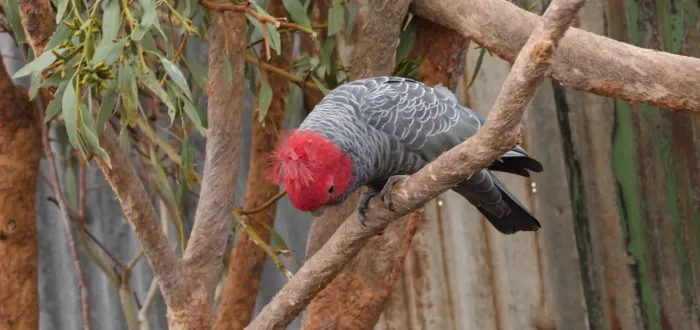 File:Gang-gang cockatoo (Callocephalon fimbriatum) male in Caversham Wildlife Park Perth WA 2019 Aug (IMGP6665p2).jpg