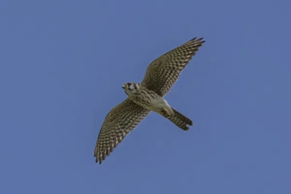File:American kestrel (Falco sparverius tropicalis) female in flight Cayo.jpg