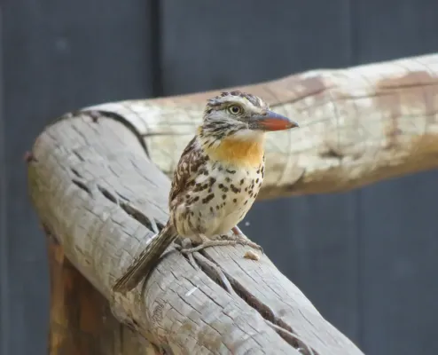 File:ENDEMIC Caatinga Puffbird or Rapazhino-dos-velhos (Nystalus maculatus) (20752129329).jpg