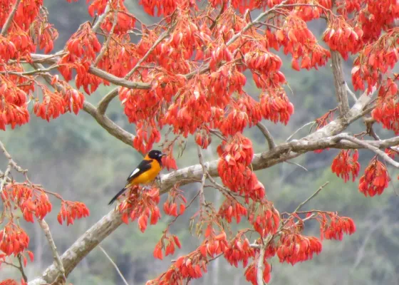 File:Campo Troupial or Corrupião (Icterus jamacaii) (20446196278).jpg