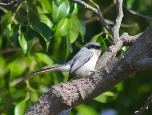 File:Masked Gnatcatcher or Balança-rabo-mascarado (Polioptila dumicola) (20331511424).jpg