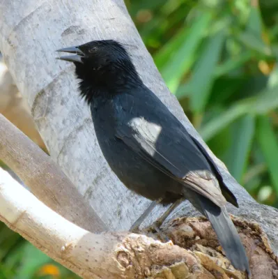 File:Chopi Blackbird or Passaro-preto or Grauna (Gnorimopsar chopi) (20315949004).jpg