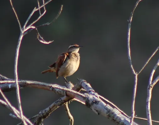 File:Band-tailed hornero or Casaca-de-couro-da-lama (Furnarius figulus) (20276843543).jpg