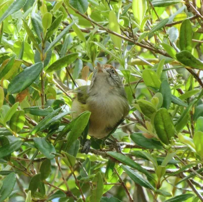 File:Gray-eyed Greenlet or Verdinho-de-olha-cinza (Hylophilus amaurocephalus) (20224542443).jpg