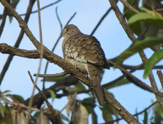 File:Scaled Dove or Fogo-apagou (Columbina squammata) (20818605786).jpg
