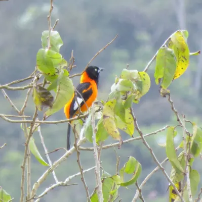 File:Campo Troupial or Corrupião (Icterus jamacaii) (20446799040).jpg
