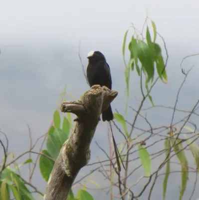 File:Long-tailed Tyrant or Viuvinha (Colonia colonus) (20607971586).jpg
