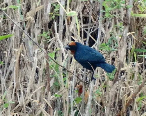 File:Chestnut-capped Blackbird or Garibaldi (Chrysomus ruficapillus) (22546070316).jpg
