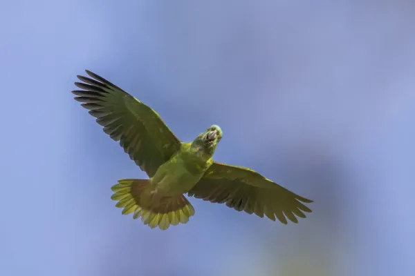 File:Yellow-naped parrot (Amazona auropalliata) in flight Los Tarrales.jpg