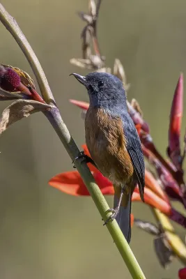 File:Cinnamon-bellied flowerpiercer (Diglossa baritula) male Finca El Pilar 2.jpg