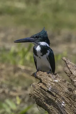 File:Amazon kingfisher (Chloroceryle amazona) female Cayo.jpg