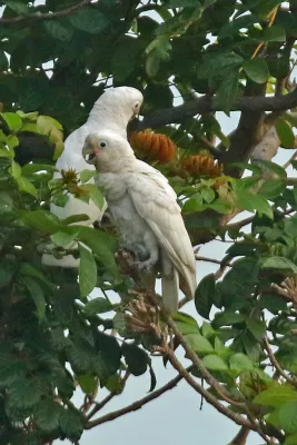File:Cacatua goffiniana 70967506.jpg