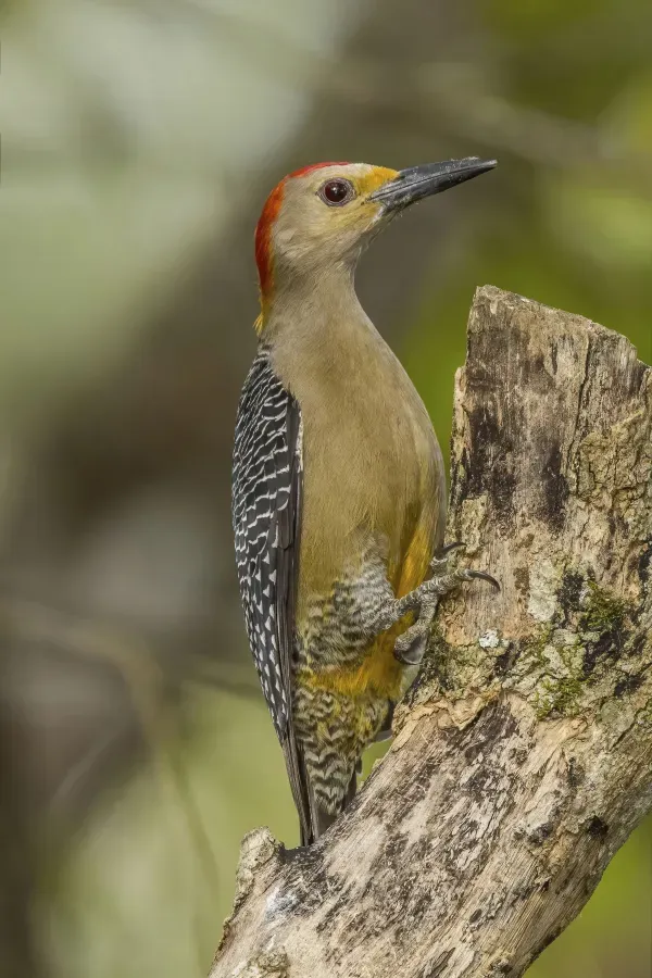 File:Golden-fronted (Velasquez's) woodpecker (Melanerpes aurifrons) male Copan.jpg