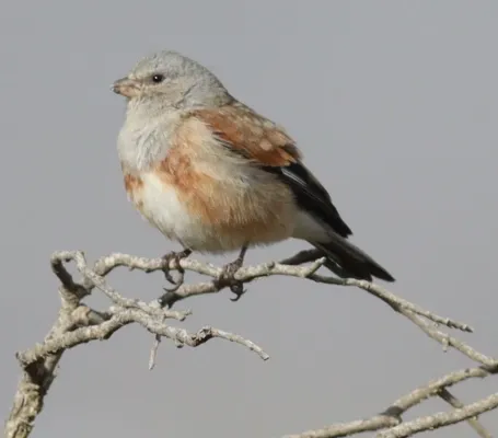 File:Linaria yemenensis 261076382.jpg