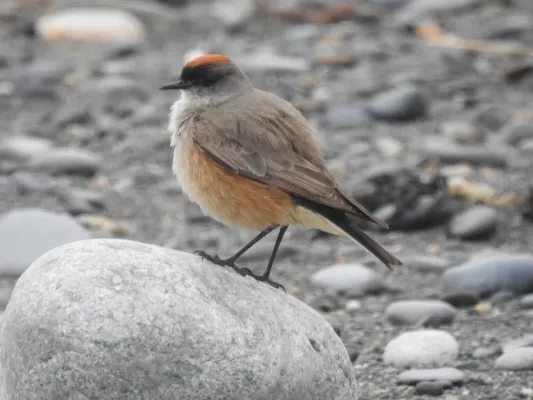File:Muscisaxicola capistratus Cinnamon-bellied Ground-Tyrant; Tierra del Fuego, Argentina.jpg