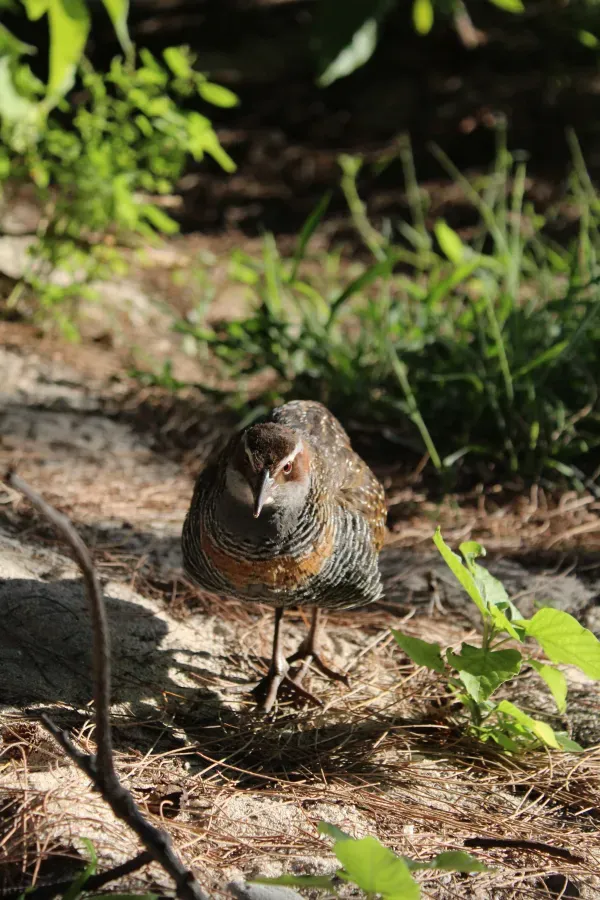 File:Buff-banded Rail (Gallirallus philippensis).jpg