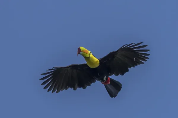 File:Keel-billed toucan (Ramphastos sulfuratus sulfuratus) in flight Peten.jpg
