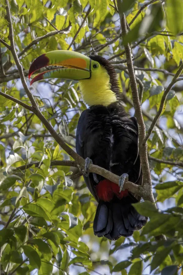 File:Keel-billed toucan (Ramphastos sulfuratus sulfuratus) Peten.jpg