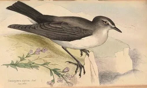 File:Muscisaxicola alpinus Contribution to Ornithology.jpg
