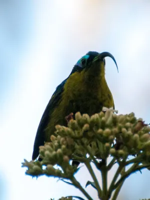 File:Neodrepanis coruscans 60586337.jpg