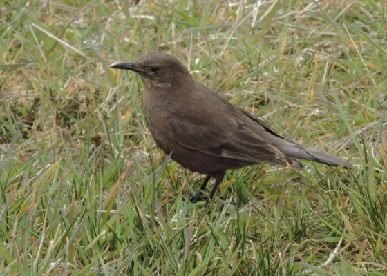 File:Cinclodes antarcticus antarcticus 55034162.jpg