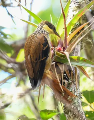 File:Pseudocolaptes lawrencii 188345571.jpg