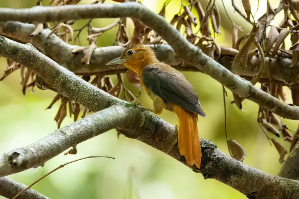 File:Philydor pyrrhodes 252604051.jpg