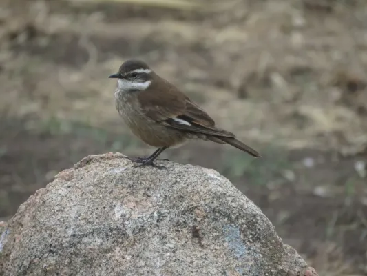 File:Cinclodes olrogi 27152631.jpg