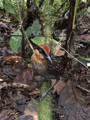 File:Pittasoma rufopileatum 29285512.jpg
