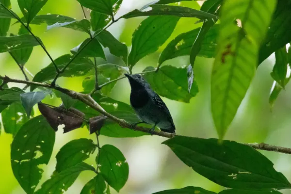 File:Myrmotherula longipennis 94039762.jpg