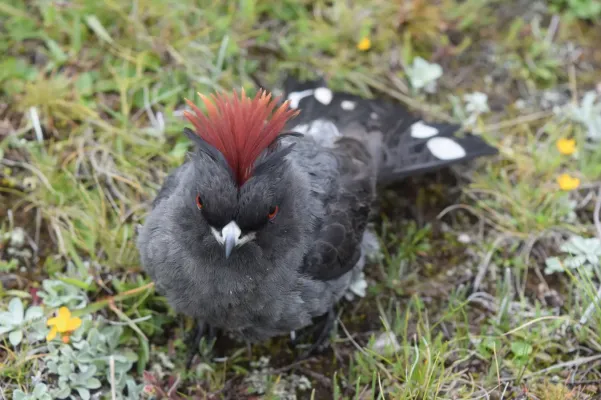 File:Ampelion rubrocristatus 158921240.jpg