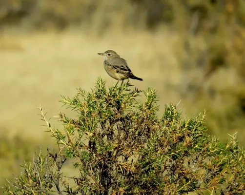 File:Agriornis murinus 26443156.jpg
