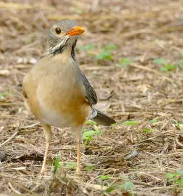 File:Kurrichane Thrush (Turdus libonyana) (52766106473).jpg