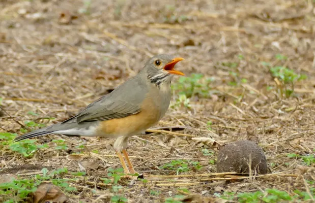 File:Kurrichane Thrush (Turdus libonyana) calling ... (52765871954).jpg