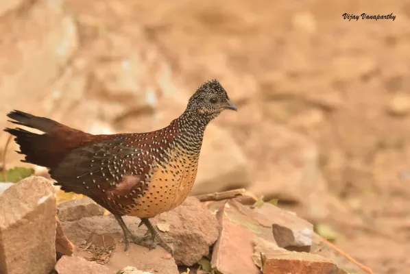 File:Galloperdix lunulata 40950456.jpg