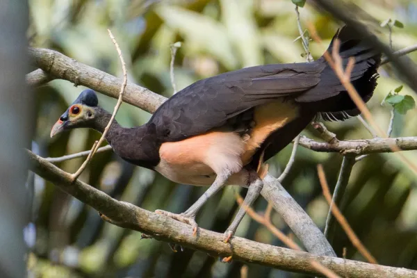 File:Macrocephalon maleo 107895058.jpg