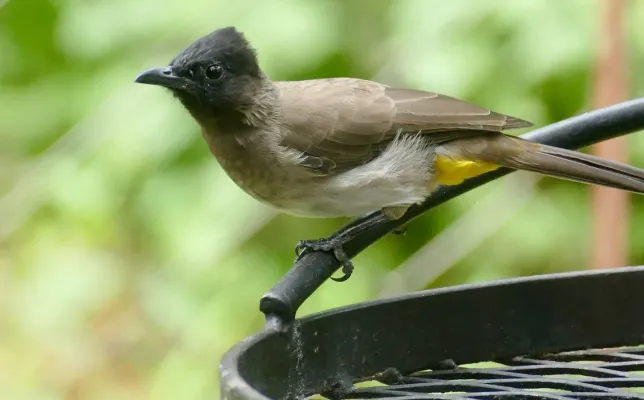 File:Common Bulbul (Pycnonotus barbatus) (52765829666).jpg