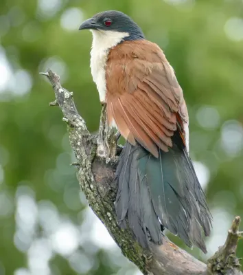 File:Burchell's Coucal (Centropus burchellii) (52716453867).jpg