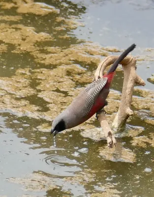 File:Black-faced Waxbill (Brunhilda erythronotos) drinking ... (52647077788).jpg