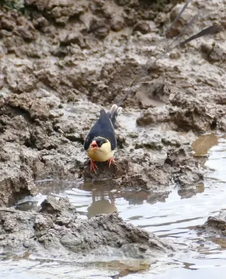 File:Shaft-tailed Whydah (Vidua regia) male coming to drink ... (52647038425).jpg