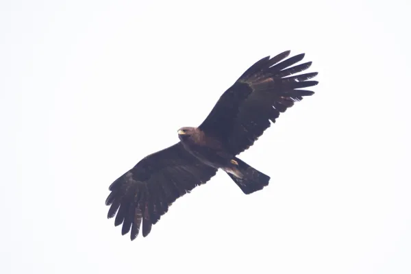 File:Ictinaetus malaiensis malaiensis at Jiji, Nantou 2021-02-07.jpg