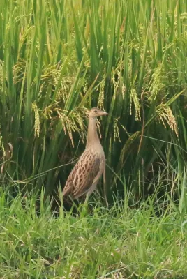 File:Watercock (Gallicrex cinerea) image.jpg