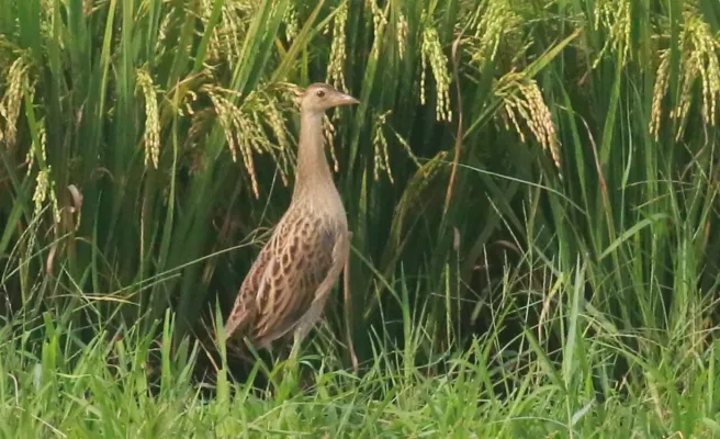 File:Watercock (Gallicrex cinerea), image.jpg