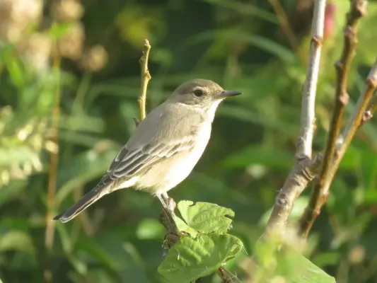 File:Agriornis murinus 37609223 (cropped).jpg