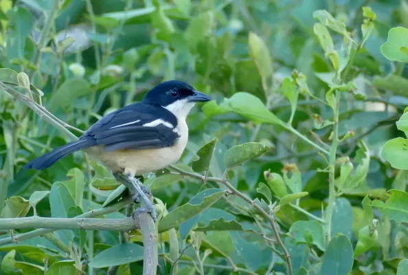 File:Tropical Boubou (Laniarius major) (52772309825).jpg