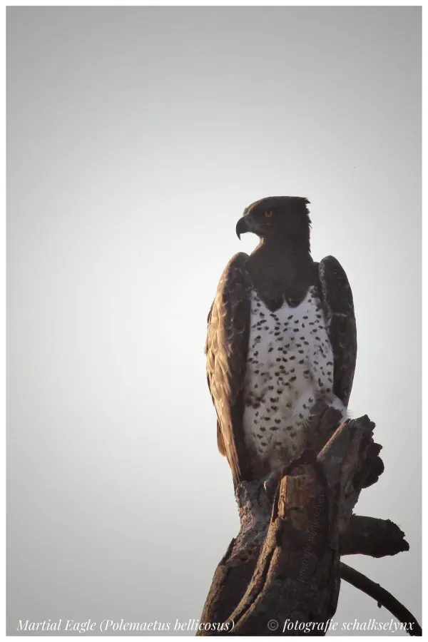 File:Martial Eagle (Polemaetus bellicosus).jpg