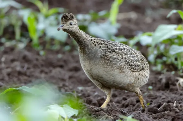 File:Nothoprocta perdicaria perdicaria 248303560.jpg