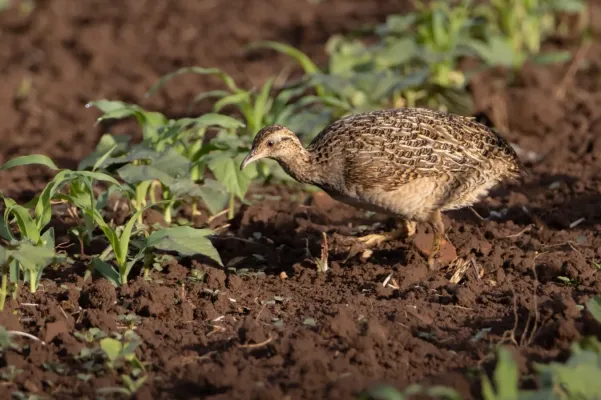File:Nothoprocta perdicaria perdicaria 248303365.jpg